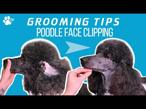 How to clip a standard poodle's face | Grooming Tips - TRANSGROOM