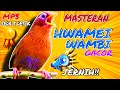 Masteran Suara Hwamei Wambi Gacor Jernih Terapi Bunyi Ampuh Ada Jeda 5 Detik SuarahwameiwambiMP3