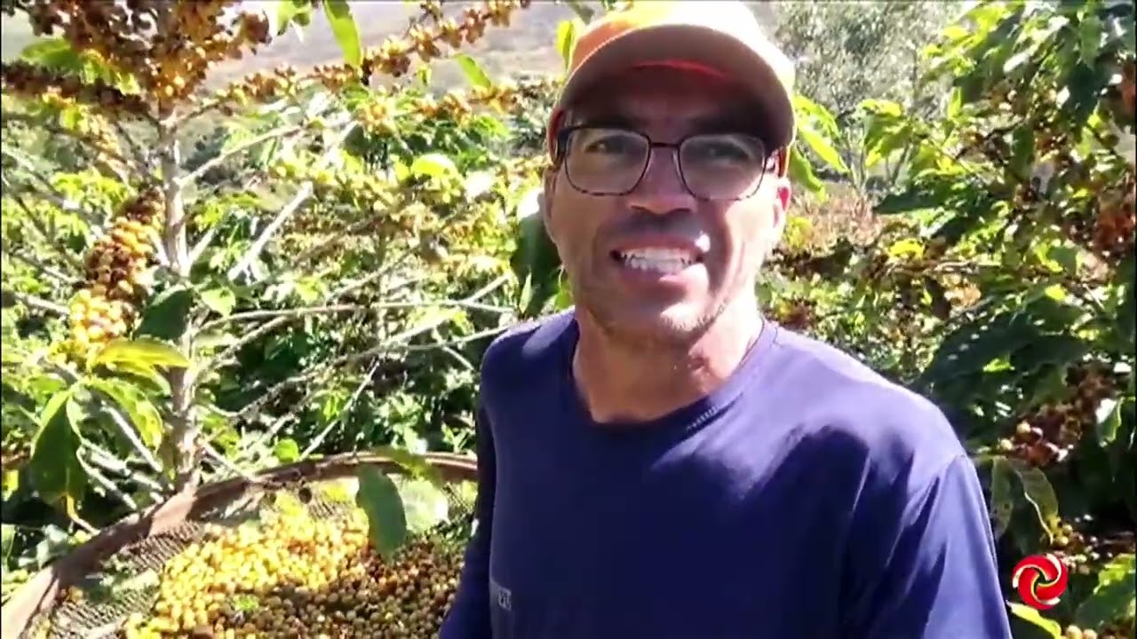 Produtor aposta em colheita seletiva em Ilicínea
