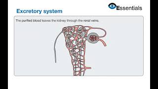 Essentials Video Animation - Excretory System