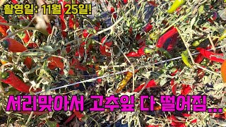 서리맞아 이파리 다 떨어진 고추 대공개!!!!! 고추 농사 잘 짓는 법 대공개!!