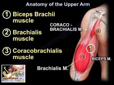 Anatomy Of The Upper Arm - Everything You Need To Know - Dr. Nabil Ebraheim - YouTube