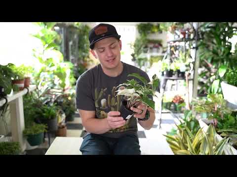 Syngonium Albo Marble Care