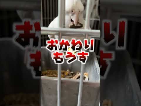 冬に鳥に与えてはいけない食べ物は何ですか？これら 7 つは絶対に避けるべきであり、命を奪う可能性があります。  庭園