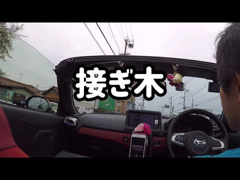 しおれたバラにジャガイモを使って植える 神話か現実か