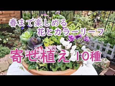 ミント 耐寒性の芳香植物 多年草 秋のパセリ ローズマリー タイムの利点