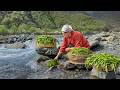Wild Green Onion Gathering In Mountain Village Flavorful Onion Sauce