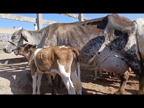 MUITAS VACAS LEITERAS NA FEIRA DE CAPOEIRAS PERNAMBUCO 12 de dezembro de 2025