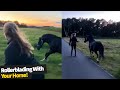 Beautiful Moment Woman On Rollerblades Races Her Horse Behind The Sunset