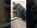 1,000 lbs Bison walks up for a snack 🦬 #Wyoming #buffalo #cubuffs #huge #bisonranch