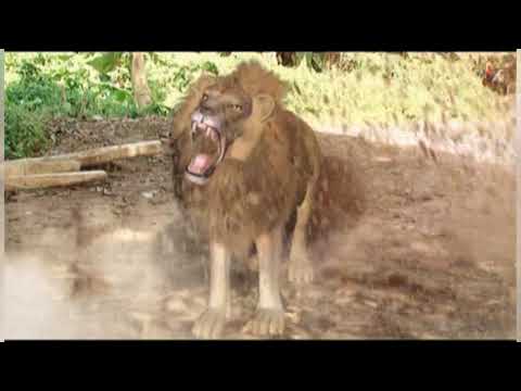THE GREAT LION PART 1 -  BEST NOLLYWOOD EPIC/RURAL MOVIE (CHIKA IKE AND FRANCIS DURU )