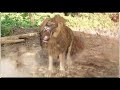 THE GREAT LION PART 1 BEST NOLLYWOOD EPIC RURAL MOVIE CHIKA IKE AND FRANCIS DURU