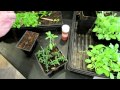 60 Second or Sow: Using Cinnamon to Control Seedling Diseases