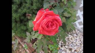 Runrig - The Only Rose (live audio)