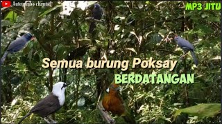 Download lagu Semua burung Poksay berdatangan bikin panik sobat...😳🙄😅 Mp3 terjitu,..!!! mp3 Download lagu Semua burung Poksay berdatangan bikin panik sobat...😳🙄😅 Mp3 terjitu,..!!! mp3