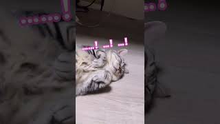 #愛猫#cat#猫#ねこ