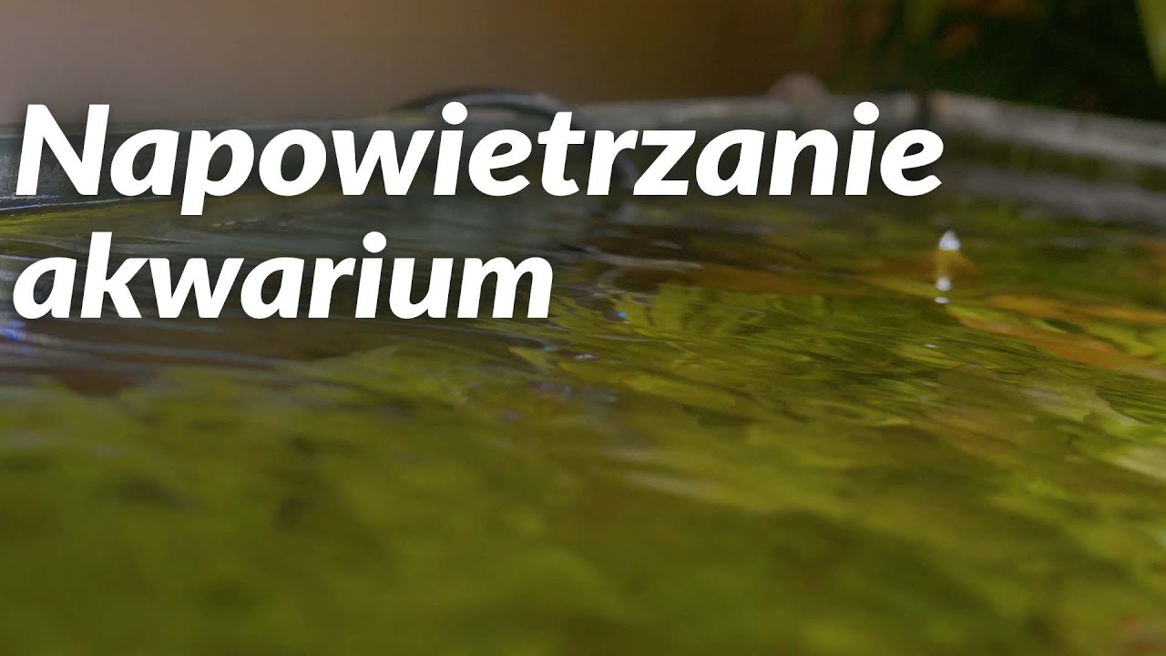 Krótko o napowietrzaniu w akwarium