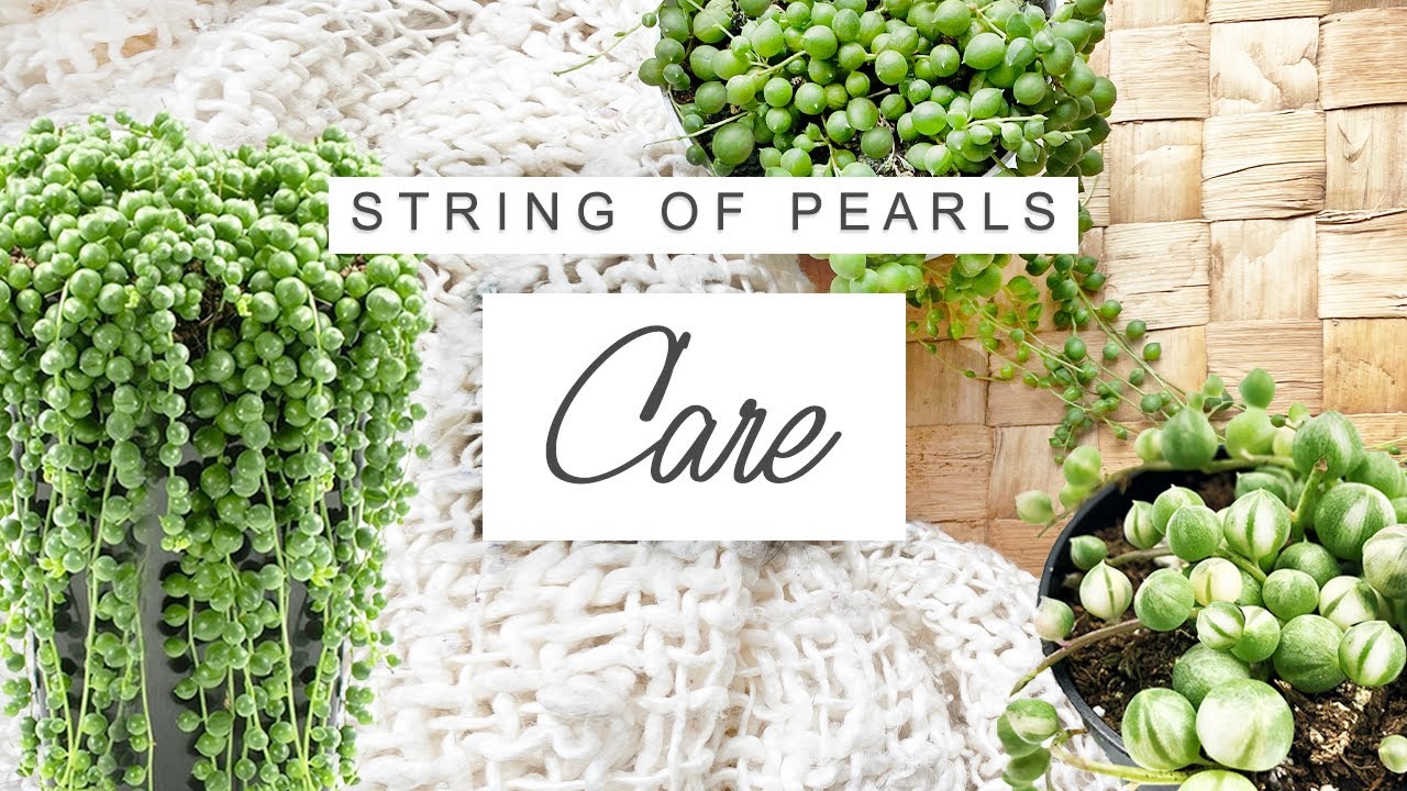 String Of Pearls Care Tips 🌱 TRICKS For Faster And Fuller Growth | Senecio Rowleyanus Care Guide