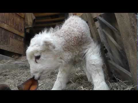 Cutest Newborn Baby Lamb, Windout Farm, Devon