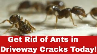 Say Goodbye to Ants: How to Get Rid of Ants in Driveway Cracks Fast!