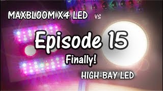 MaxBloom vs High Bay LED Grow Light Ep.15