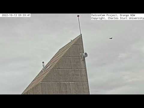 ​"9.59.42 fly over" is a Welcome Swallow - etc, full quote in description below -