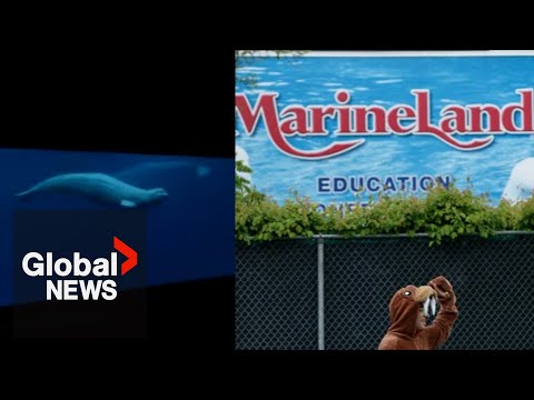 4th beluga whale dies at Marineland in the past year