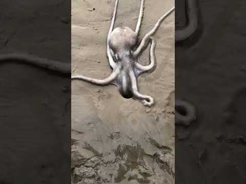 Este Pulpo Es Una Criatura Pegajosa 😱