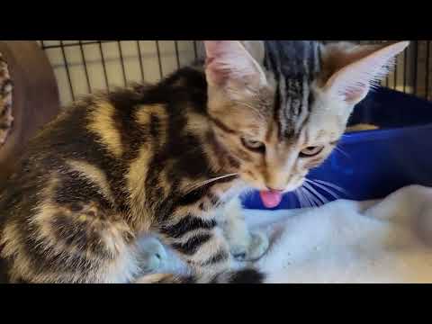 Ribeye kitten meows and crying before vomiting