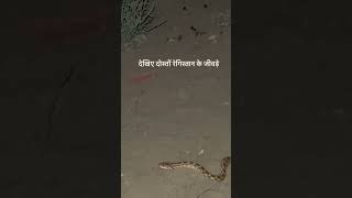 थार के जीवड़े