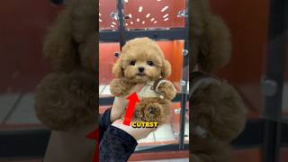 Download lagu TOP 5 CUTEST DOG BREEDS AS PUPPIES!! mp3