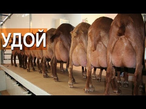 , title : 'Сколько молока дают испанские козы породы Малагуенья?
