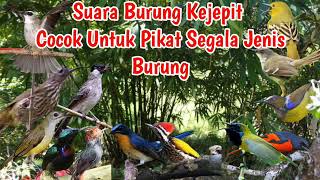 Download lagu Suara Pikat Burung Kejepit| Cocok untuk pikat segala jenis burung mp3