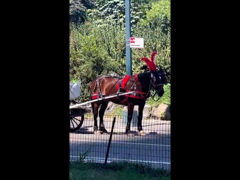 NYC passes bill to ban horse-drawn carriages