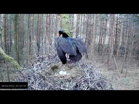 Bociany czarne online 2022 - Wiewiórka u Ferminy 28.04.2022