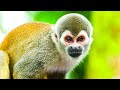 Pastor Sees Childhood Pet Squirrel Monkey In Heaven