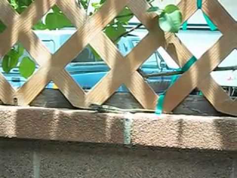 This Lizzard Can Boogie!