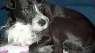 Ballade der Erweckung ASP In Erinnerung an Horsti