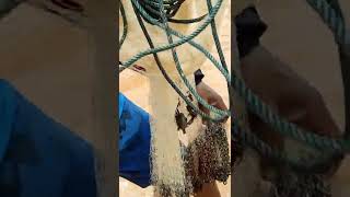 Download lagu Melempar jala ikan Nilem/iet di Sungai Air Keruh Strike#shorts Traditional fishing mp3