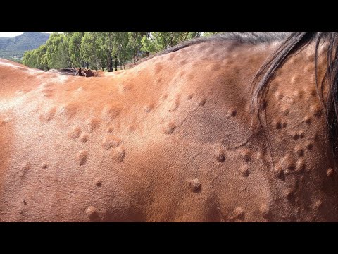 , title : '[Maladies du cheval] Réaction allergique excessive chez un étalon'