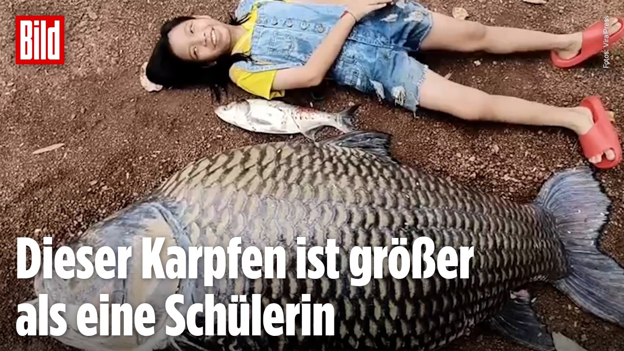 Unglaublicher Fund in Thailand: Riesenkarpfen nach Flut-Katastrophe entdeckt!