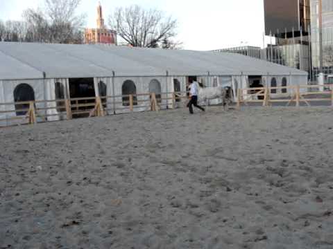 rasa Araba la INDAGRA 2010