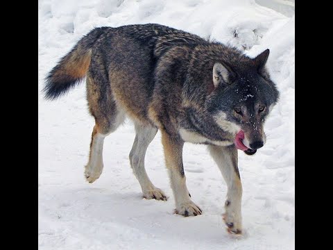 Dracula by Bram Stoker, Chapter 11 - Novel Analysis and discussion - "Project: Dracunalysis"