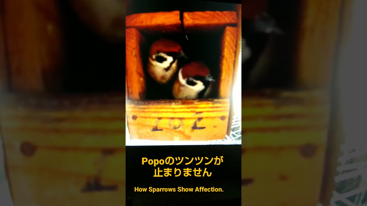 スズメの愛情表現はツンツン