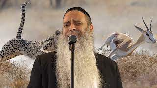 הרב רפאל זר | חוש הריח לחיות הטורפים - מדהים! (הרב רפאל זר) - התמונה מוצגת ישירות מתוך אתר האינטרנט יוטיוב. זכויות היוצרים בתמונה שייכות ליוצרה. קישור קרדיט למקור התוכן נמצא בתוך דף הסרטון