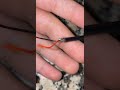 How To Recharge A Dead Disposable