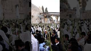 סוכות