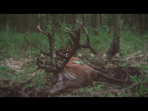 Der König von Masuren — Hirschjagd in der Brunft