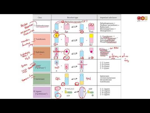 Lec 34 Enzyme II (2/2)