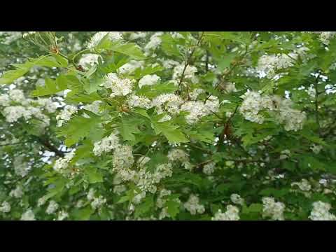 草が茂ったサンザシ 植物